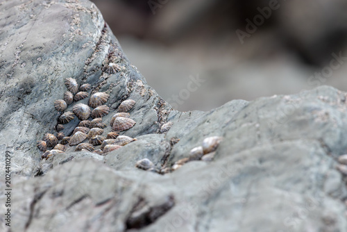 Quadro em tela Close up of common limpets (patella vulgata)  on a rock