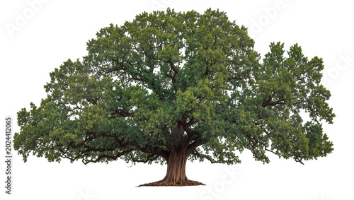 Foto Massive green oak tree with thick trunk and sprawling branches, isolated on tran