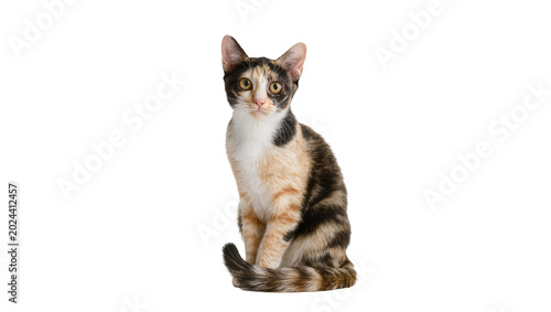 Foto Calico cat with striking yellow eyes, sitting attentively isolated on transparen