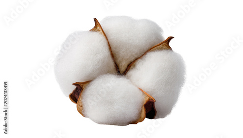 Schilderij op canvas Fluffy white cotton boll with brown seed husks, isolated on transparent backgrou