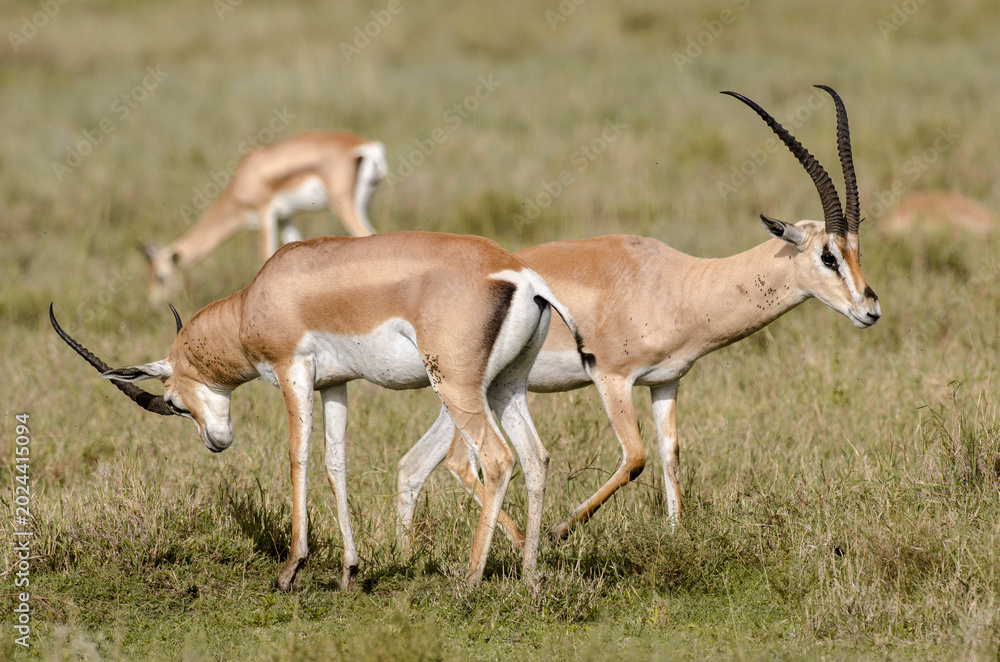 Fototapeta premium Gazelle de Grant,