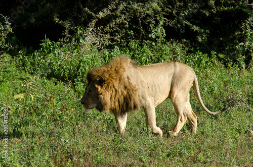 Tableau sur toile Lion,