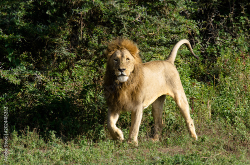 Lion,