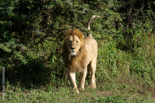 Tableau sur toile Lion,