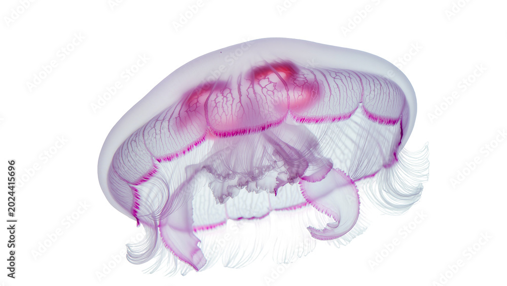 Fototapeta premium Translucent pink jellyfish with delicate tentacles, isolated on transparent background