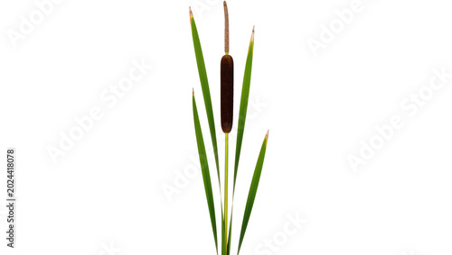 Φωτογραφία Tall brown cattail with green leaves, isolated on transparent background