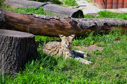 Photography A wild serval cat rests on green grass on a sunny day at the zoo near large wooden logs