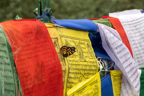 Tachog Lhakhang Bhutan, Eastern Courtier butterfly perched on colourful prayer flags