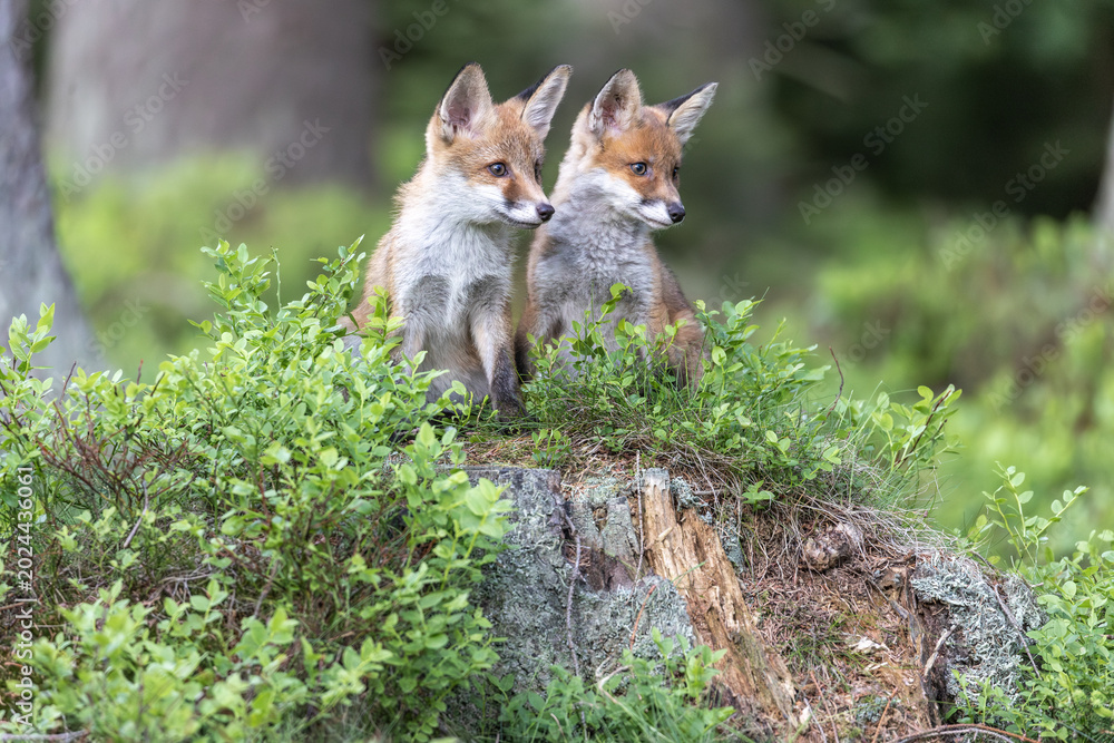 Fototapeta premium Lovely pair of cute fox cubs is posing in the forest. Horizontally. 
