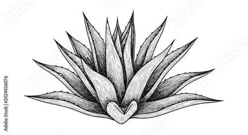 Bild auf Leinwand Agave Plant Drawing, Botanical Illustration, Mexican Desert Plant, Hand Drawn Sk