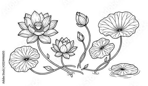 Foto Classic lotus flower line art vector illustration set isolated on white backgrou