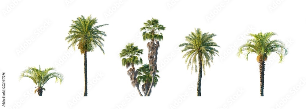 Fototapeta premium Washingtonia filifera, butia capitata, phoenix dactylifera (california fan palm, jelly palm, date palm) isolated PNG on a transparent background premium nature cutout