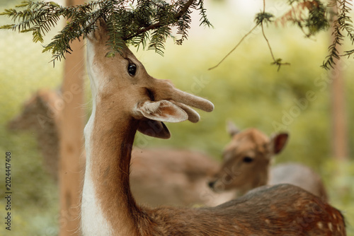 Tableau sur toile Wilde Tiere