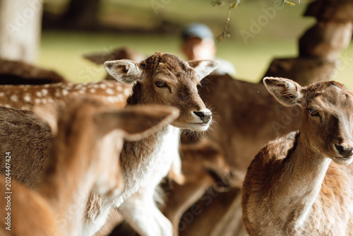 Tableau sur toile Wilde Tiere