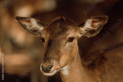Quadro em tela Wilde Tiere