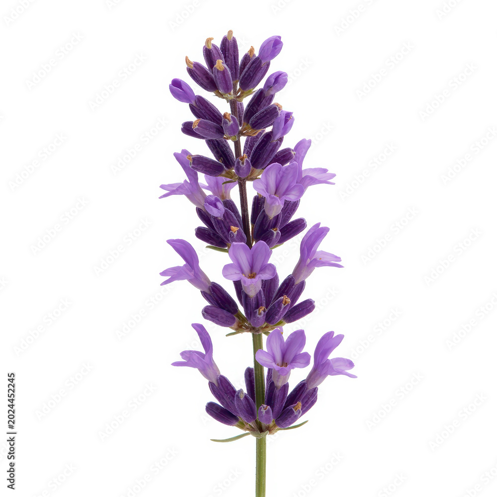 Obraz premium Purple lavender flower stalk isolated on a white background, for herbal work