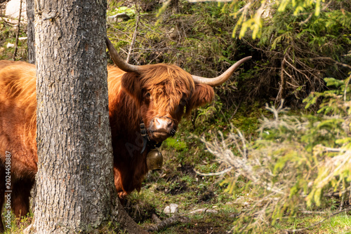 Highland cattle on a meadow in mountain landscape