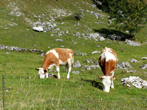 Free-roaming herd of cows in a mountain landscape