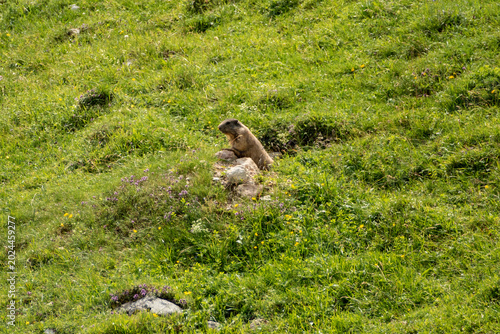 Alpine marmot (Marmota marmota) in high mountains, Karwendel Mountains in Austria