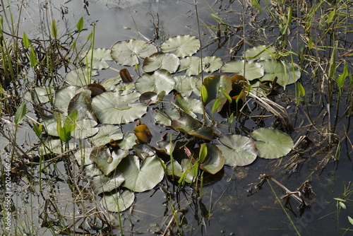Teich Rosen ohne Blüten im Frühling, Nuphar lutea