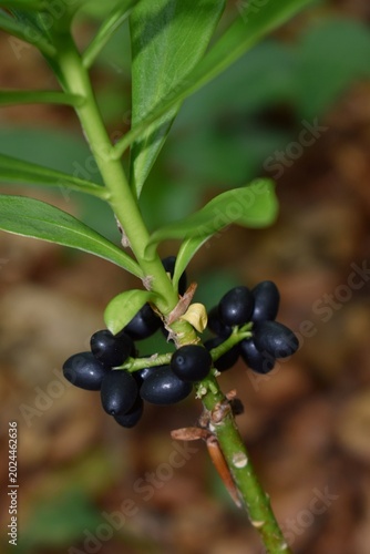 Fotografía Fruits noirs de Daphné Lauréole, Spurge-laurel (Daphne laureola) mûrissant sous