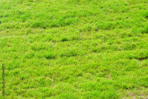 фотографія Turf surface with visible establishment variations after recent installation process