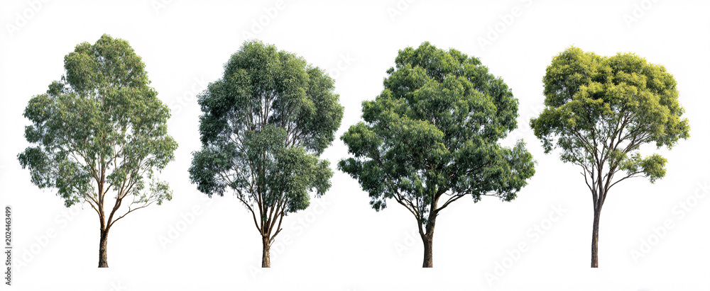 Fototapeta premium Eucalyptus globulus branches glow in bright light against a pristine white backdrop.