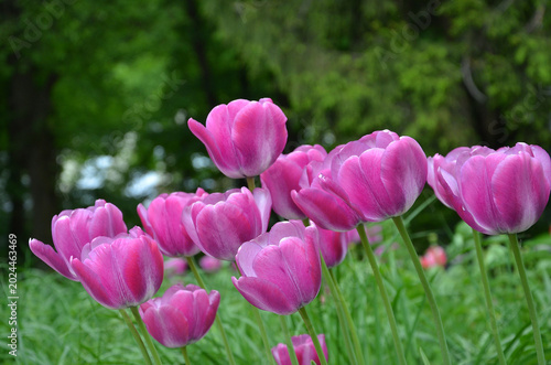 Foto Family of Triumph tulips blooming  flowers