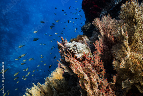 Schilderij op canvas Stonefish Camouflaged on Colorful Sea Fan Coral Reef in Tropical Blue Ocean