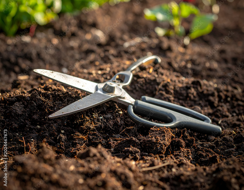 Obraz premium Garden shears resting on freshly tilled soil in a garden bed tool for pruning