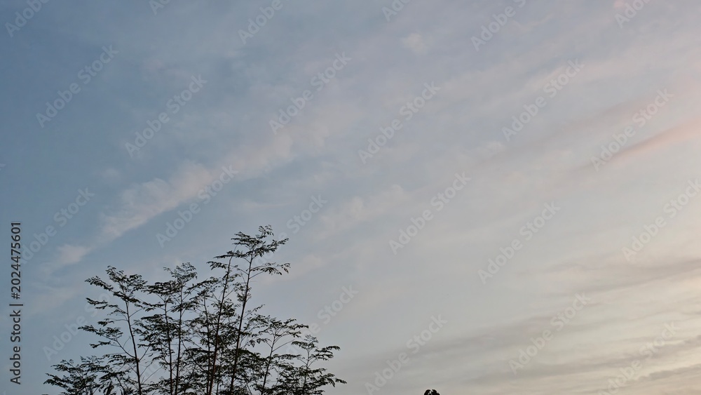Fototapeta premium Silhouette tree branches under soft pastel sunset sky with calm evening atmosphere and natural outdoor scenery. Peaceful landscape background suitable for weather and nature concepts.
