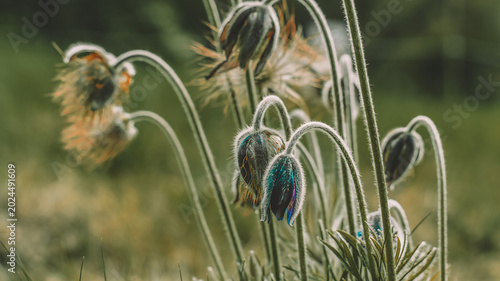 Fotografie Beautiful spring flowers blooming in a peaceful natural landscape, illuminated by soft golden sunlight