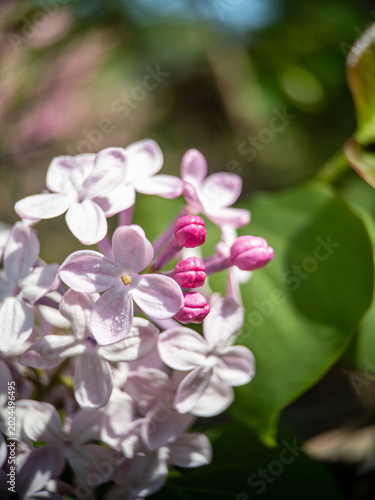 Sunlit pale pink lilac blossom and closed buds against green foliage