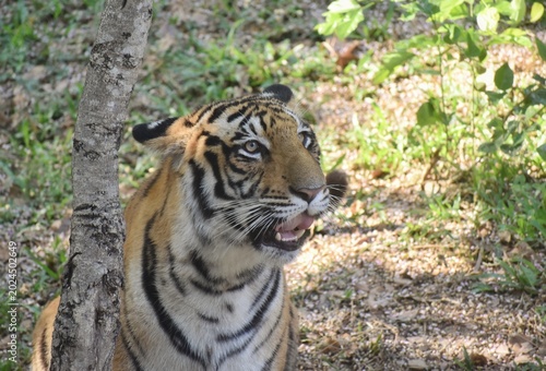 Portrait of an Adult Tiger