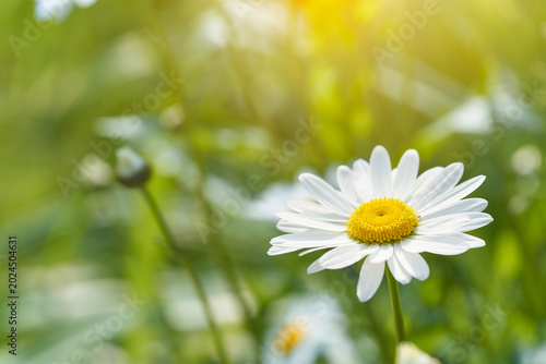 Close-up of blooming white daisy flower in warm spring sunlight, delicate petals with yellow center and soft green bokeh background, natural floral scene with fresh seasonal atmosphere.