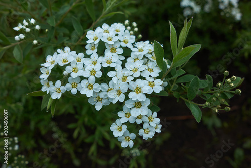 In spring, white flowers bloom in the field.