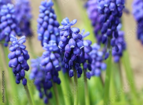 Fotografija Grape hyacinth blooming in a garden