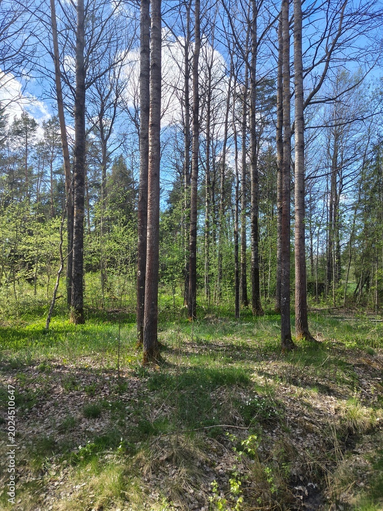 Fototapeta premium trees in the forest