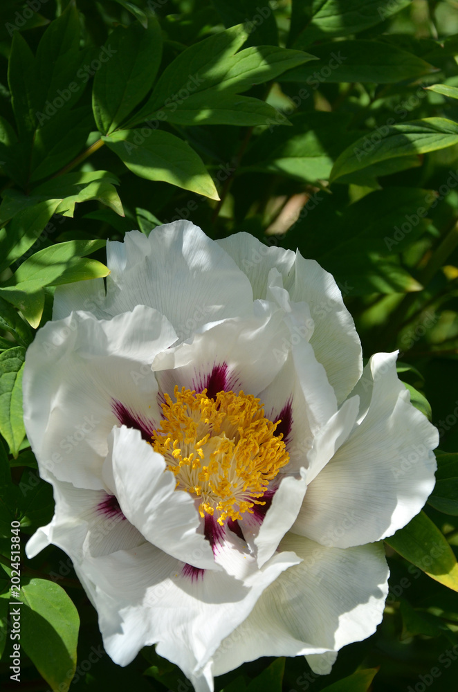 Fototapeta premium White peony tree (Paeonia suffruticosa) in spring bloom .Closeup, outdoors white blooming peony flower with ruffled petals and yellow stamens.Growing, planting fragrant peony tree, concept. 