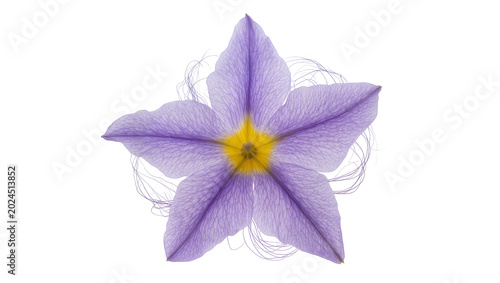Foto Isolated vibrant purple flower with a glowing yellow center and delicate petal t