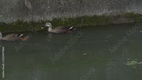 水路の中を泳ぐカモ