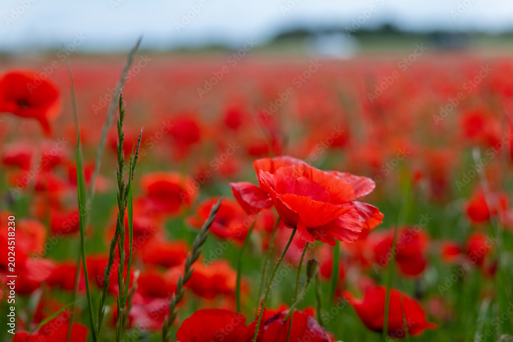 Naklejka premium red poppy field