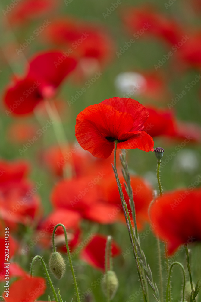 Obraz premium red poppy flowers