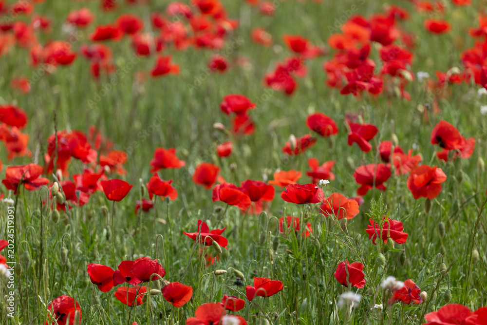 Fototapeta premium field of red poppies
