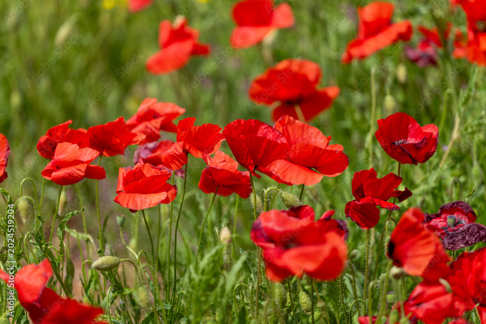 Naklejka premium red poppy flower