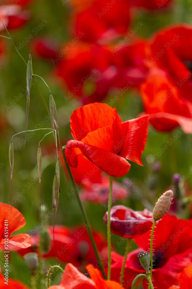 Obraz premium red poppy in the garden