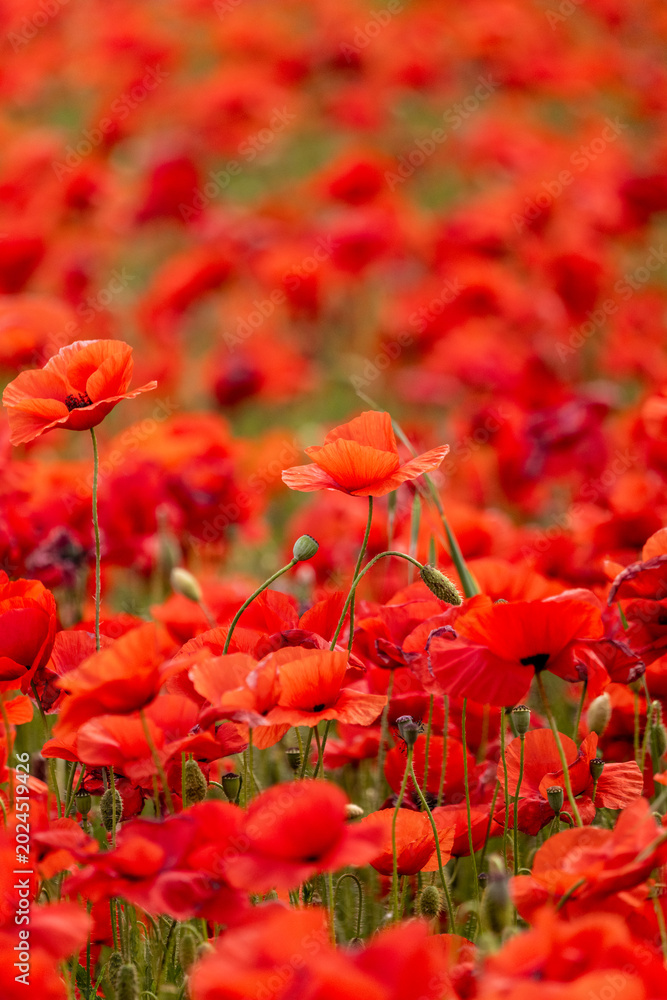 Fototapeta premium red poppy flower