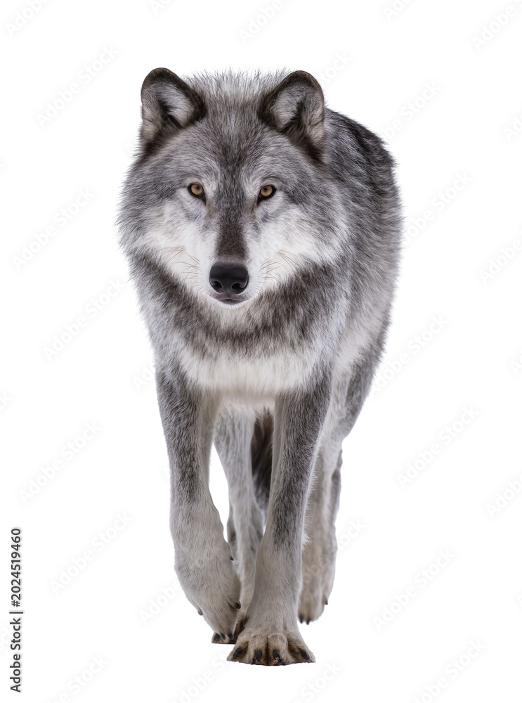 Obraz premium Isolated majestic grey wolf walking forward, looking directly at viewer with intense gaze