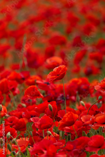 red poppy flowers