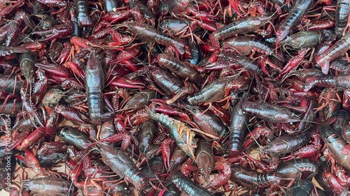 Live crayfish at seafood market. Live crayfish in local Chinese markets. Top view